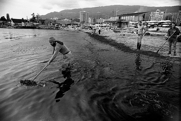 Oil spill West Vancouver 1973